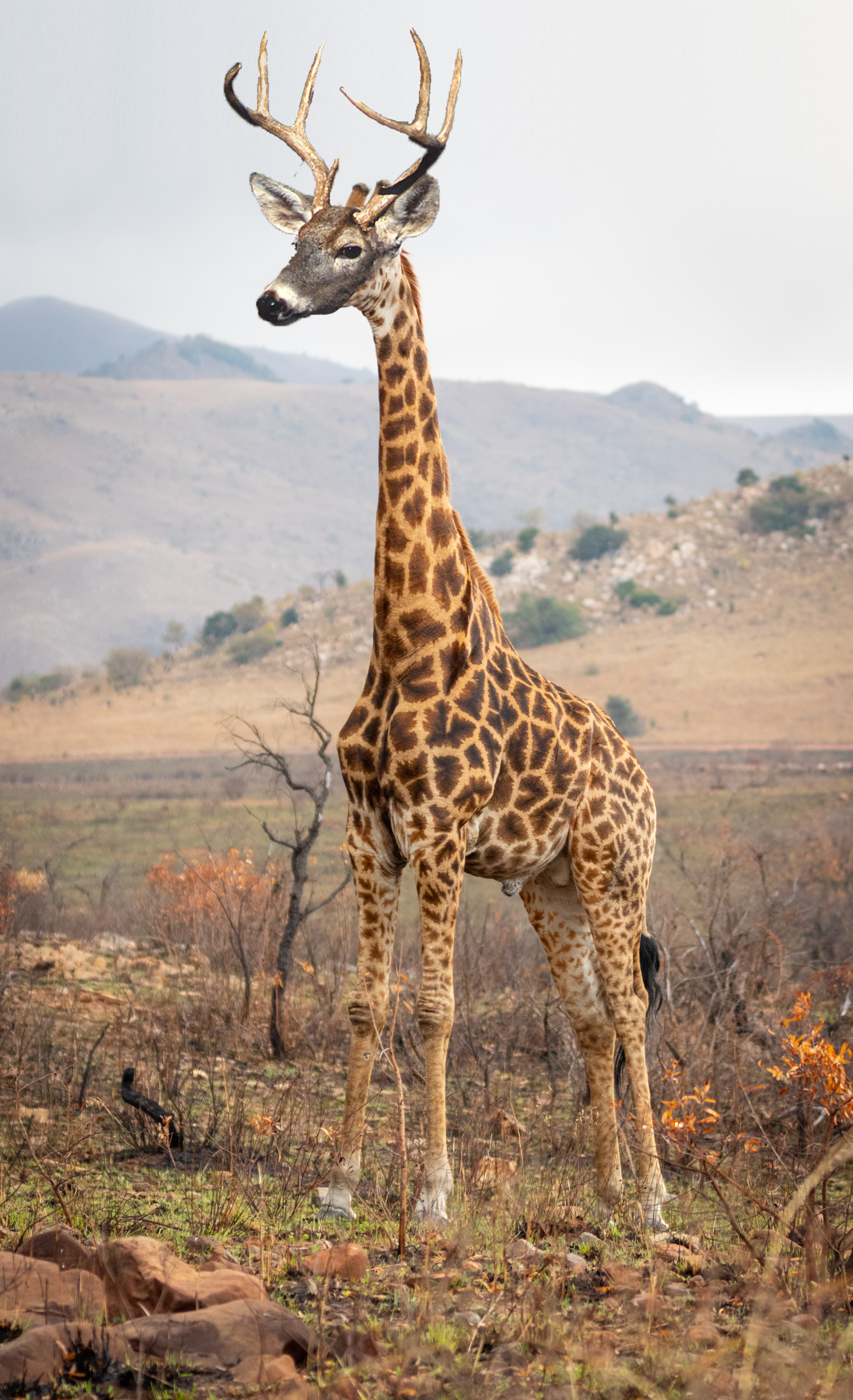 A giraffe with a deer's face